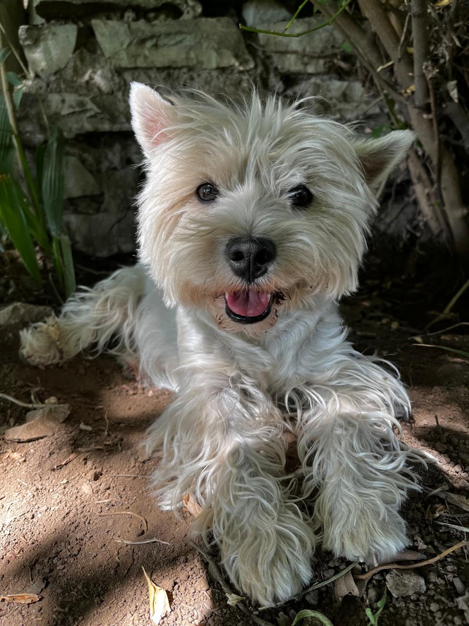 Nala